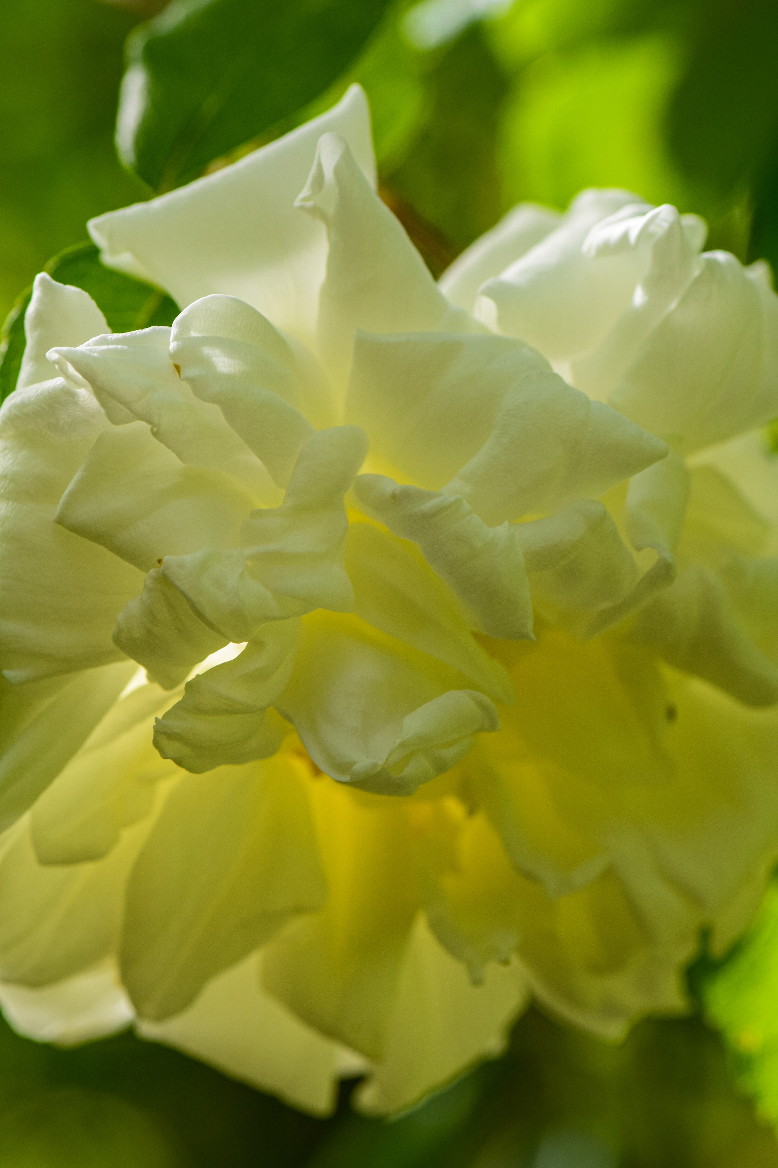 Photo 50